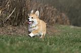 CORGI PEMBROKE 859